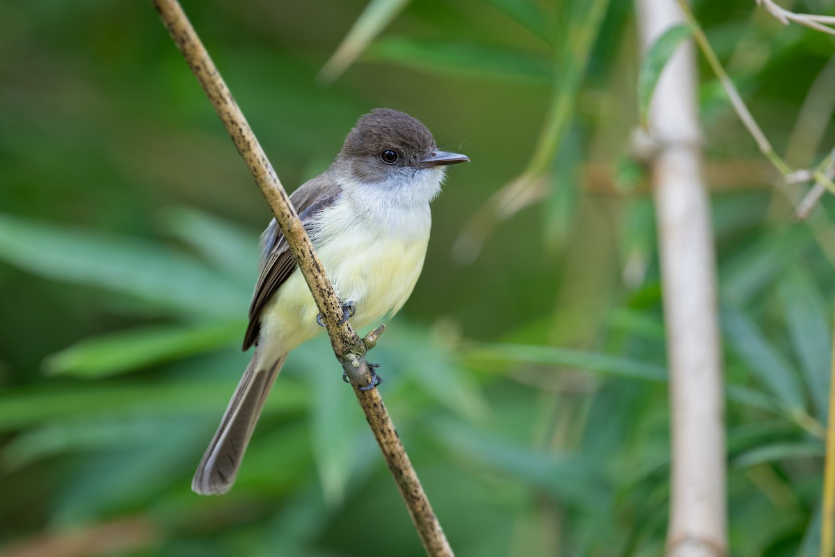 Sad Flycatcher - ML622498527