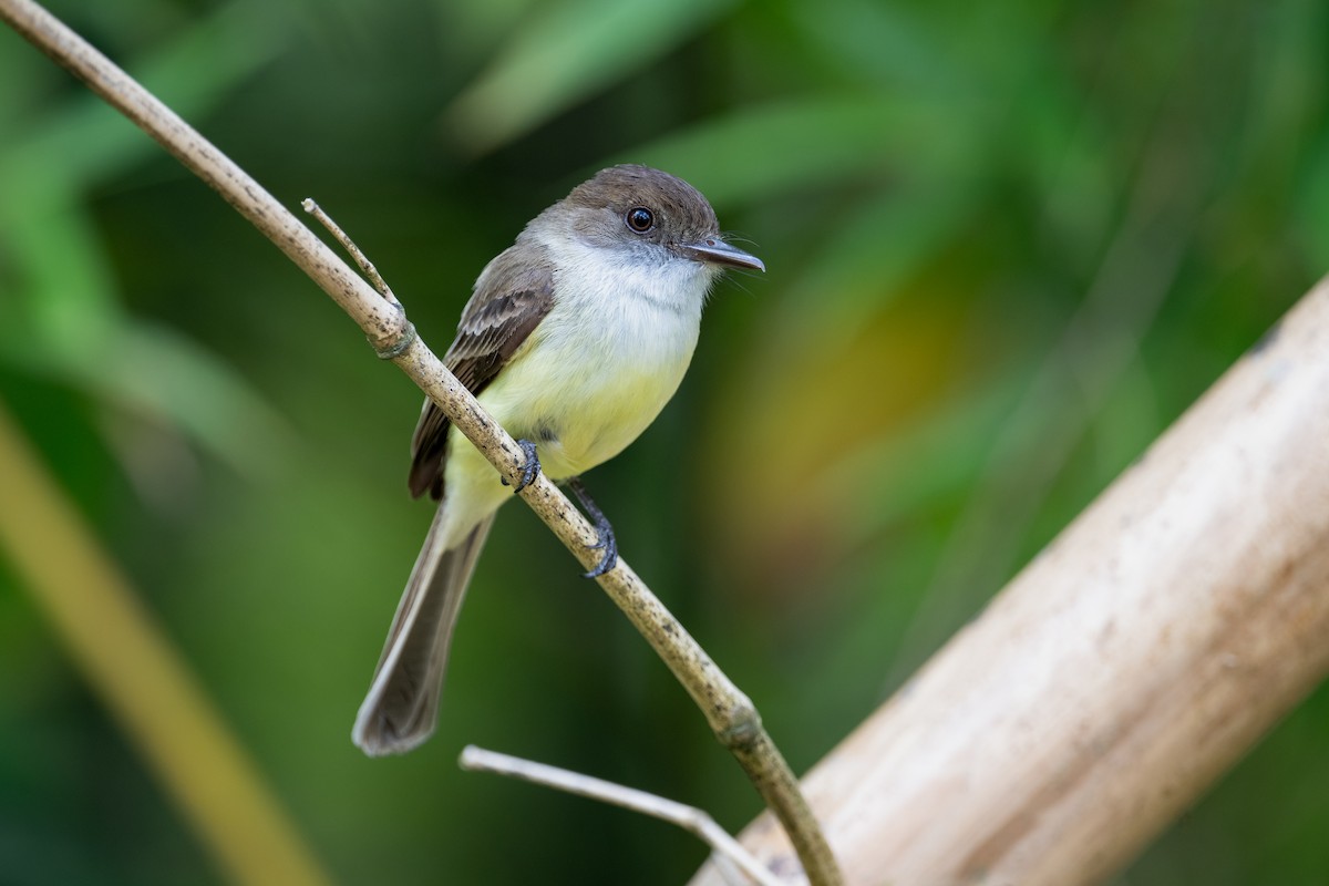 Sad Flycatcher - ML622498528