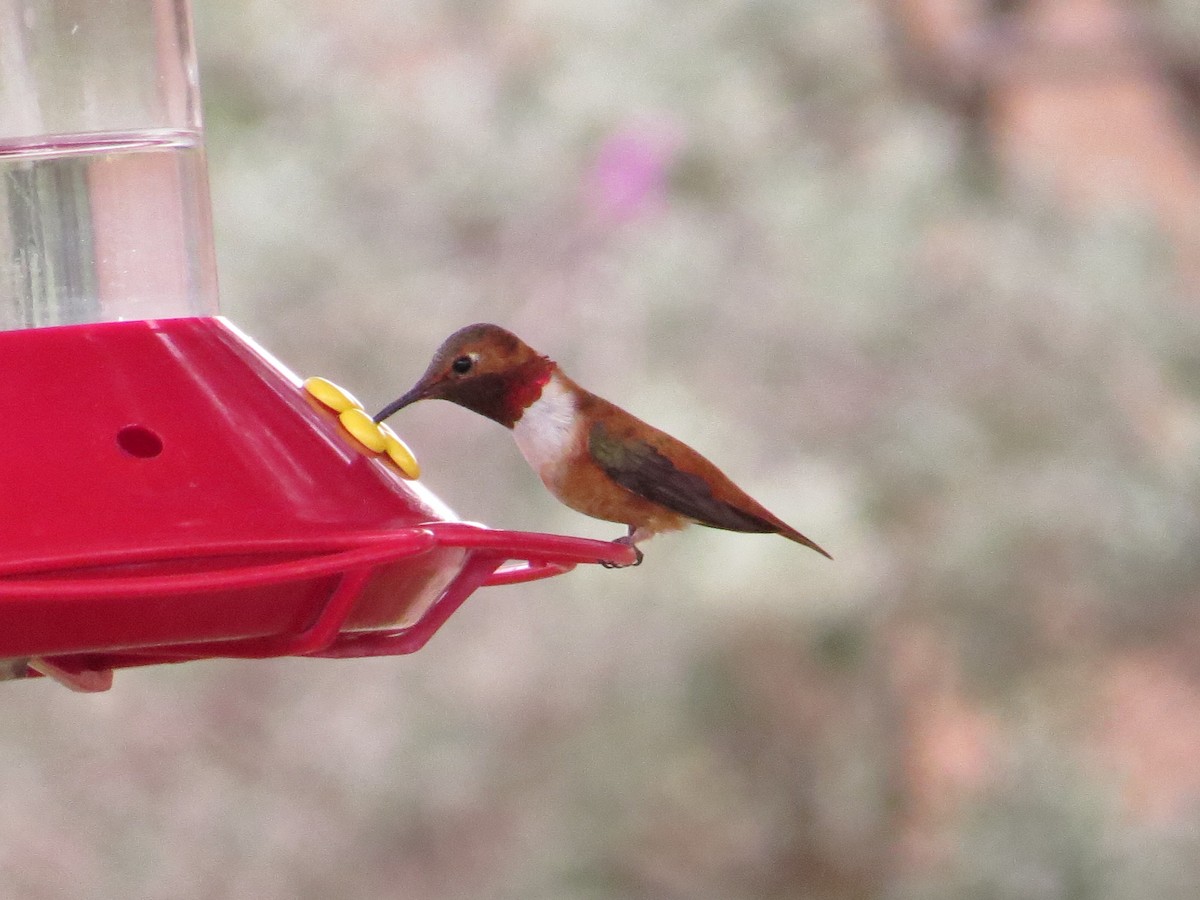 Rufous Hummingbird - ML622498543