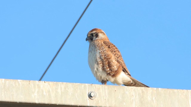 Brown Falcon - ML622498550