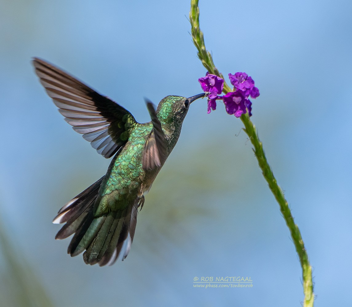 Scaly-breasted Hummingbird - ML622498552