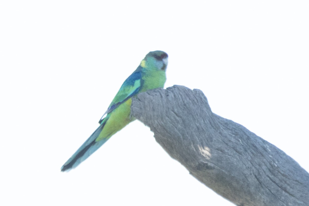 Australian Ringneck - ML622498554