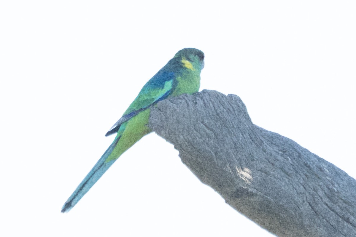 Australian Ringneck - Jodhan Fine