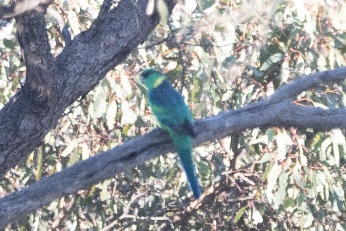 Australian Ringneck - ML622498556