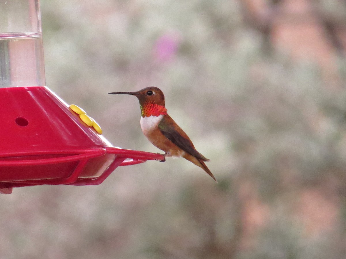 Rufous Hummingbird - ML622498559