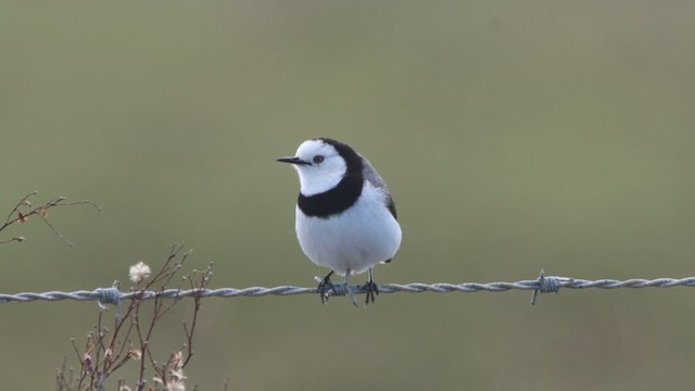 White-fronted Chat - ML622498561