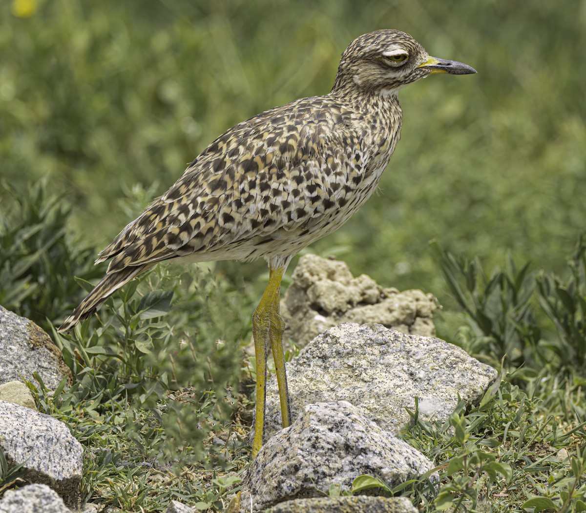 Spotted Thick-knee - ML622498601