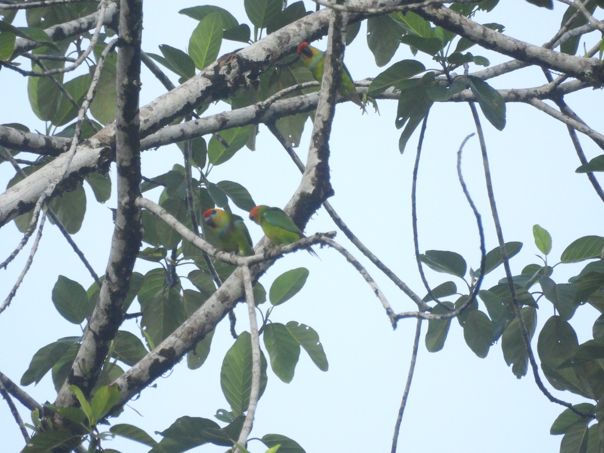 Large Fig-Parrot - ML622498605