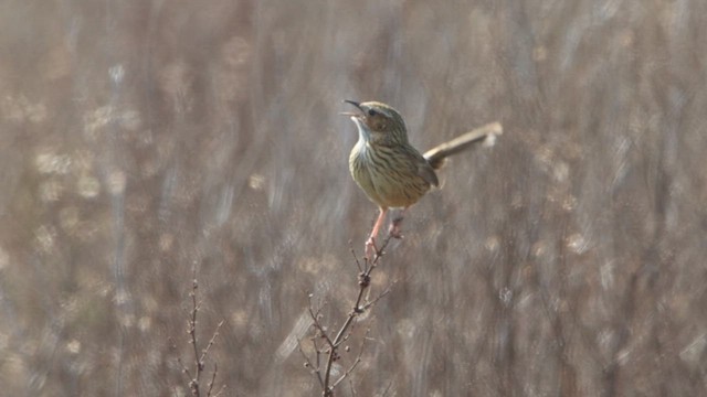 Striated Fieldwren - ML622498618