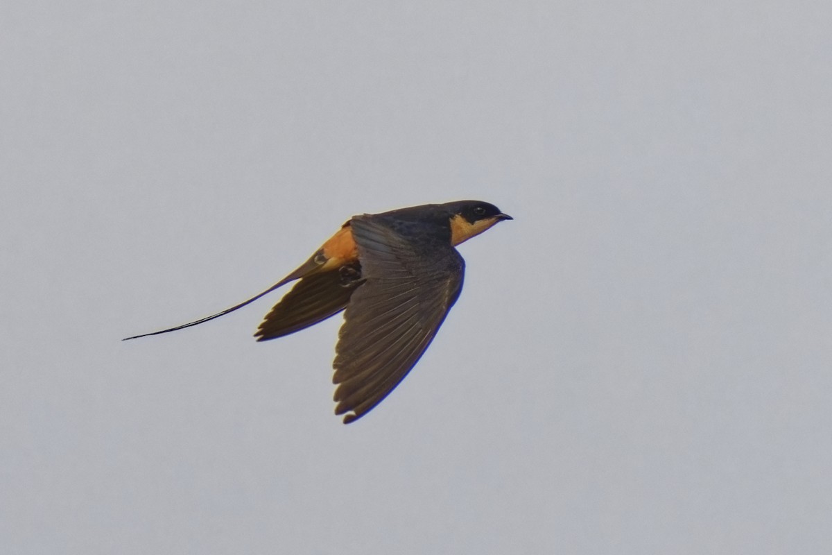 Rufous-chested Swallow - ML622498621