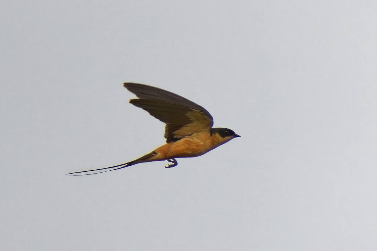 Rufous-chested Swallow - ML622498622