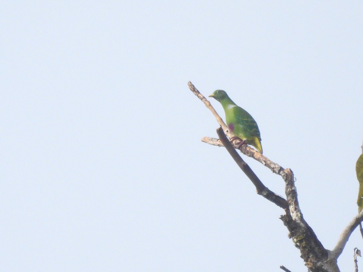 Dwarf Fruit-Dove - ML622498641