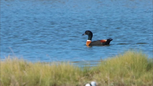 Australian Shelduck - ML622498644