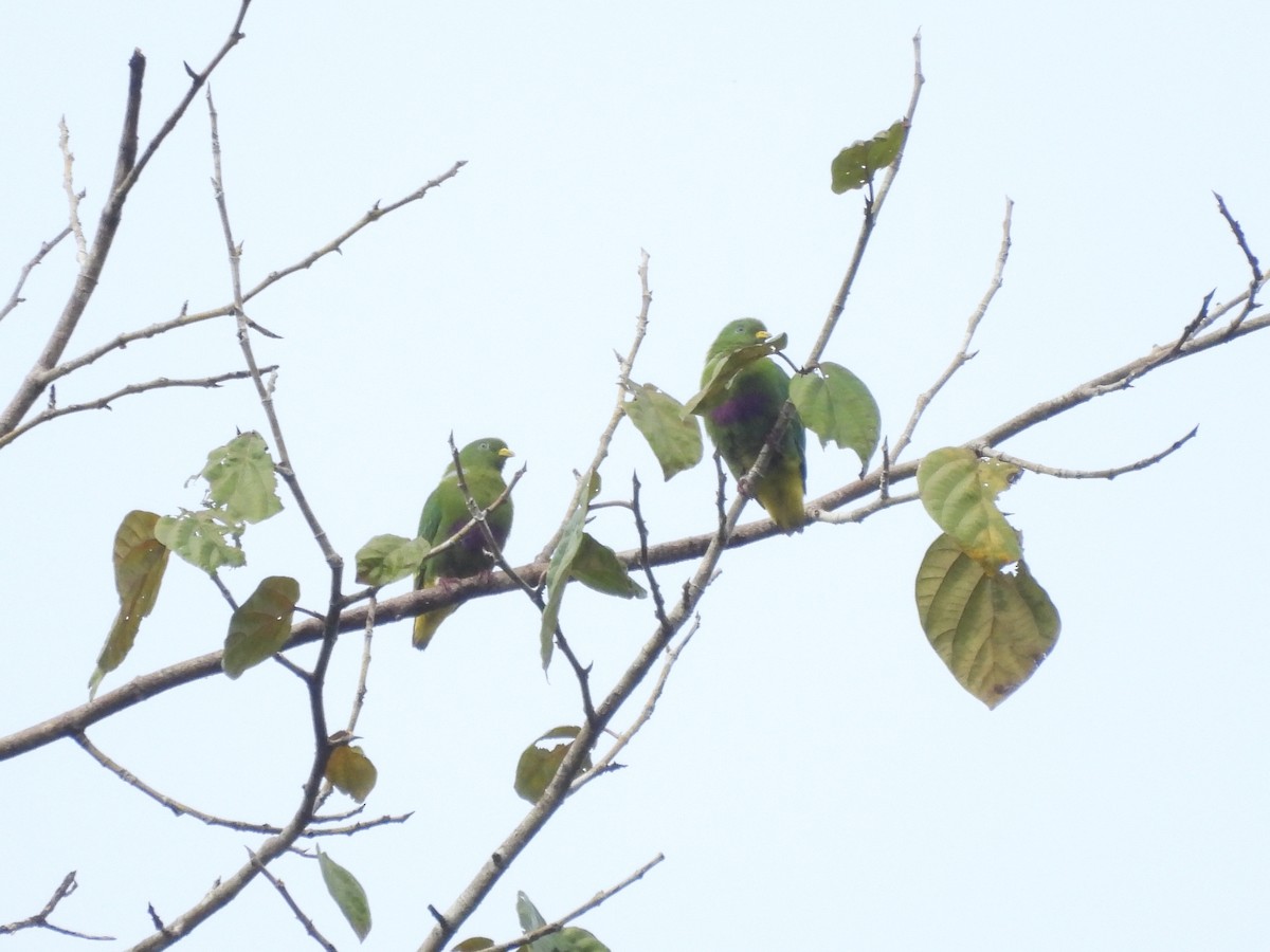 Dwarf Fruit-Dove - ML622498667