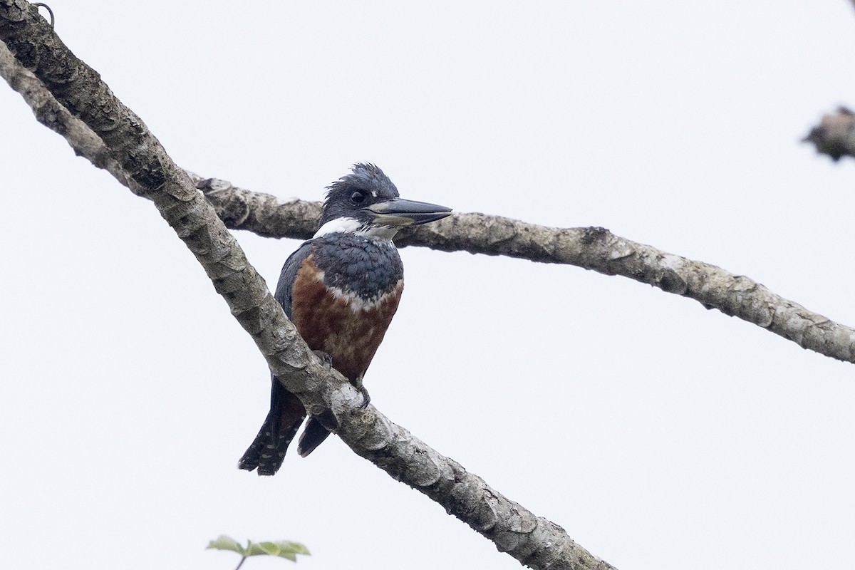 Martín Gigante Neotropical (torquata/stictipennis) - ML622498670