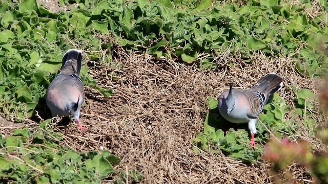 Crested Pigeon - ML622498672