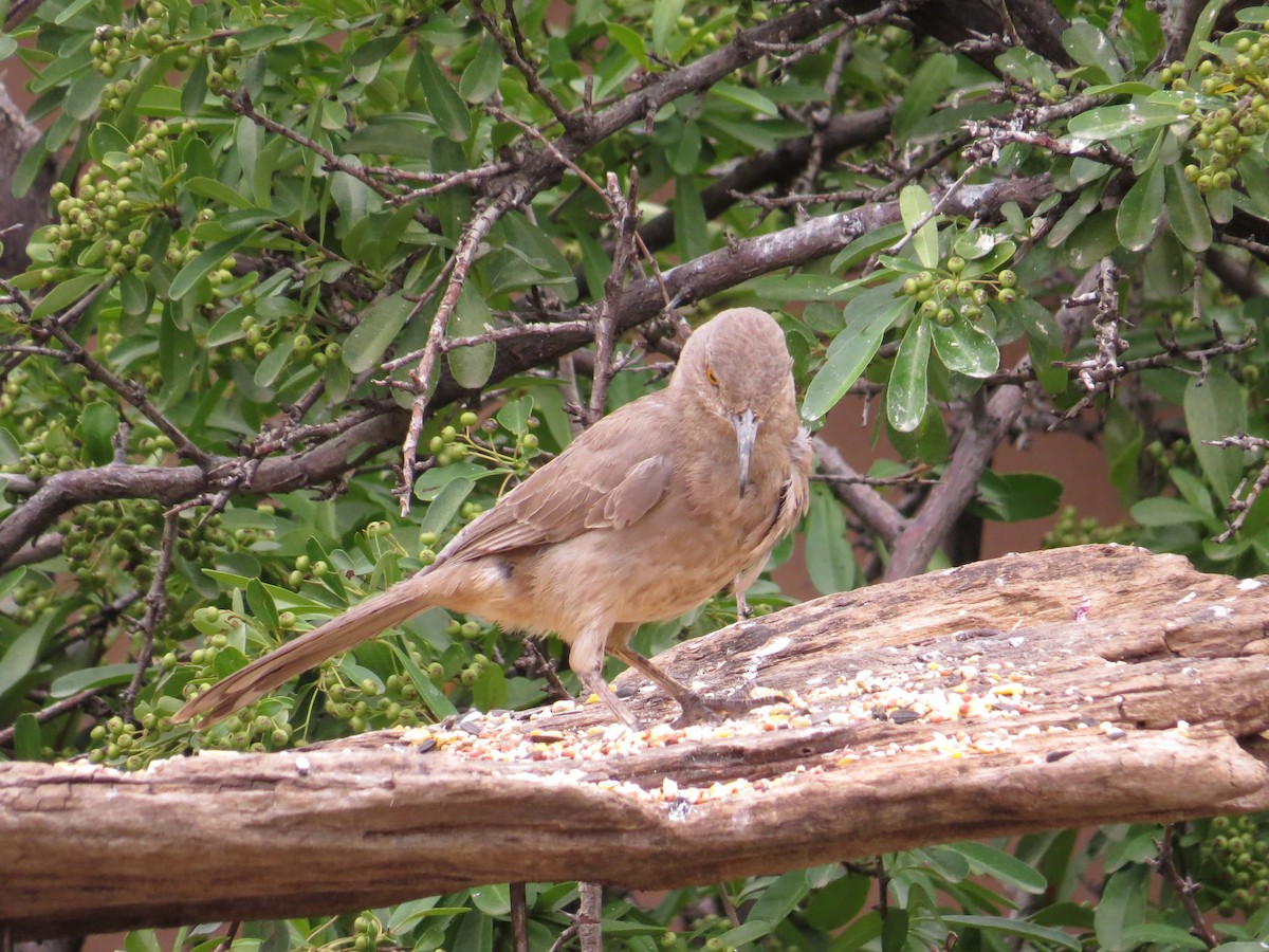 Curve-billed Thrasher - ML622498679