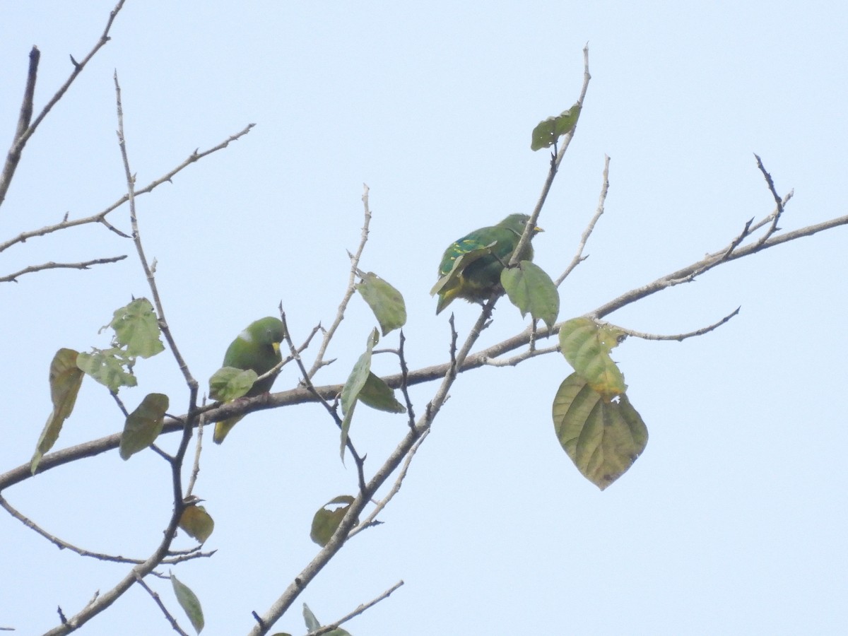 Dwarf Fruit-Dove - ML622498686