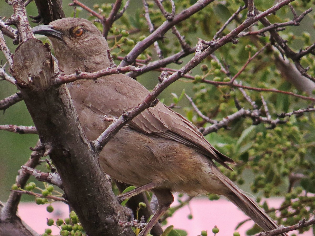 Curve-billed Thrasher - ML622498700