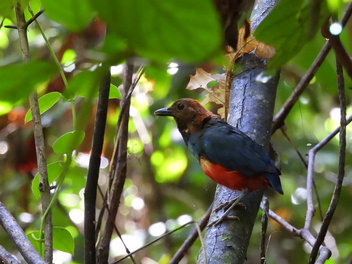 South Papuan Pitta - ML622498715