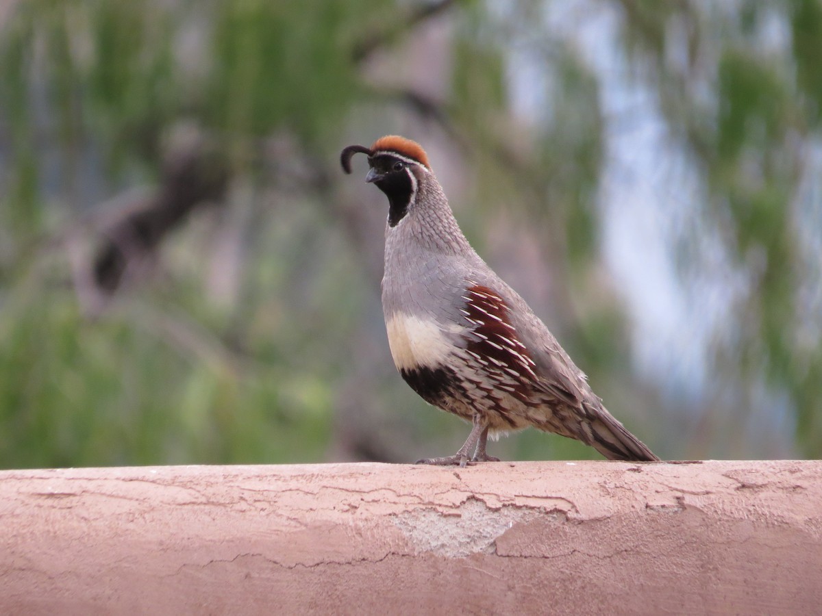 Gambel's Quail - ML622498748