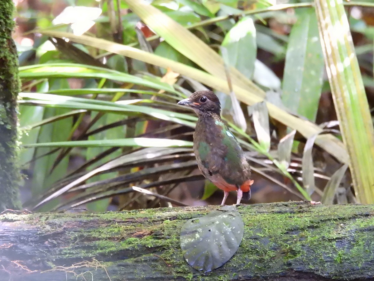 Eastern Hooded Pitta - ML622498749