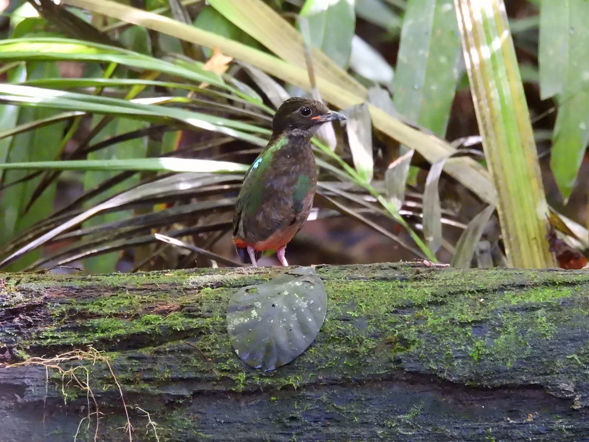 Eastern Hooded Pitta - ML622498751