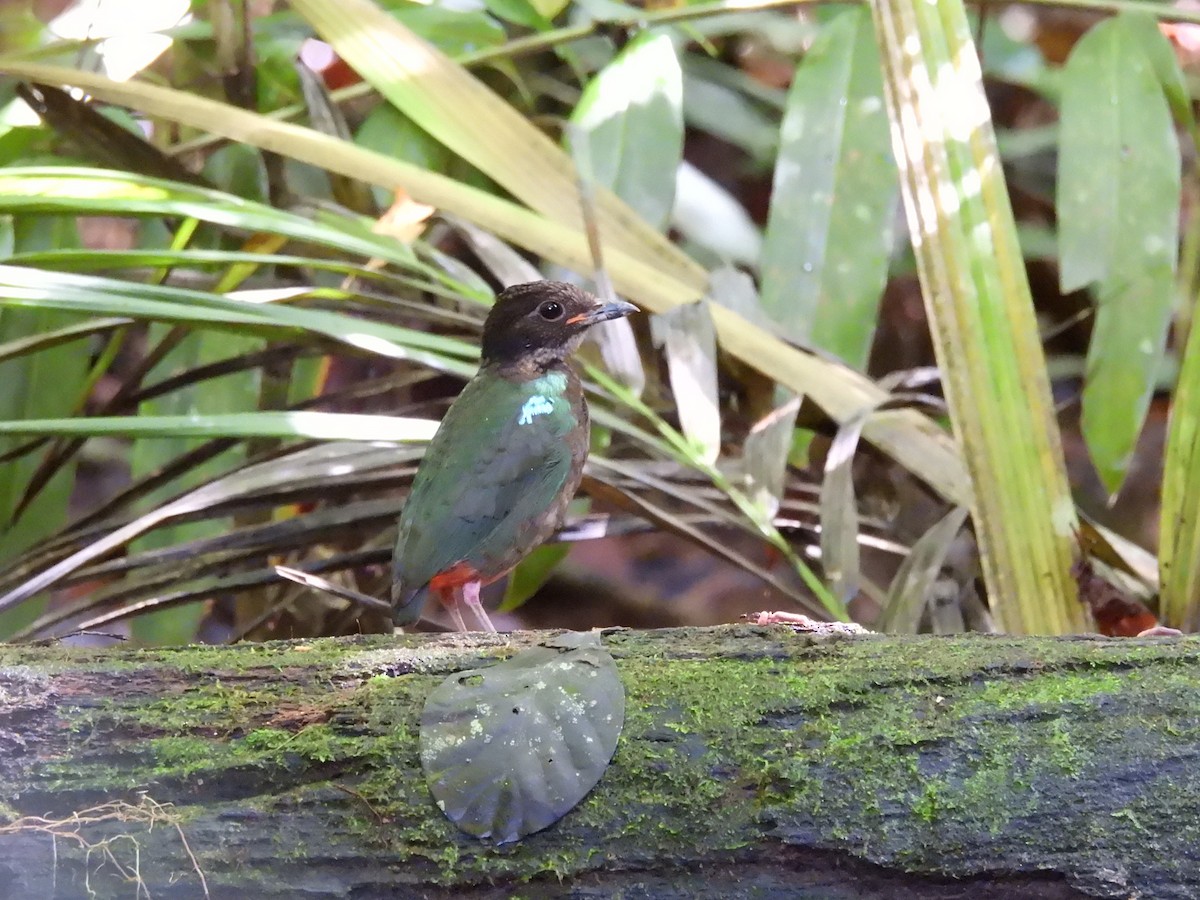 Eastern Hooded Pitta - ML622498752