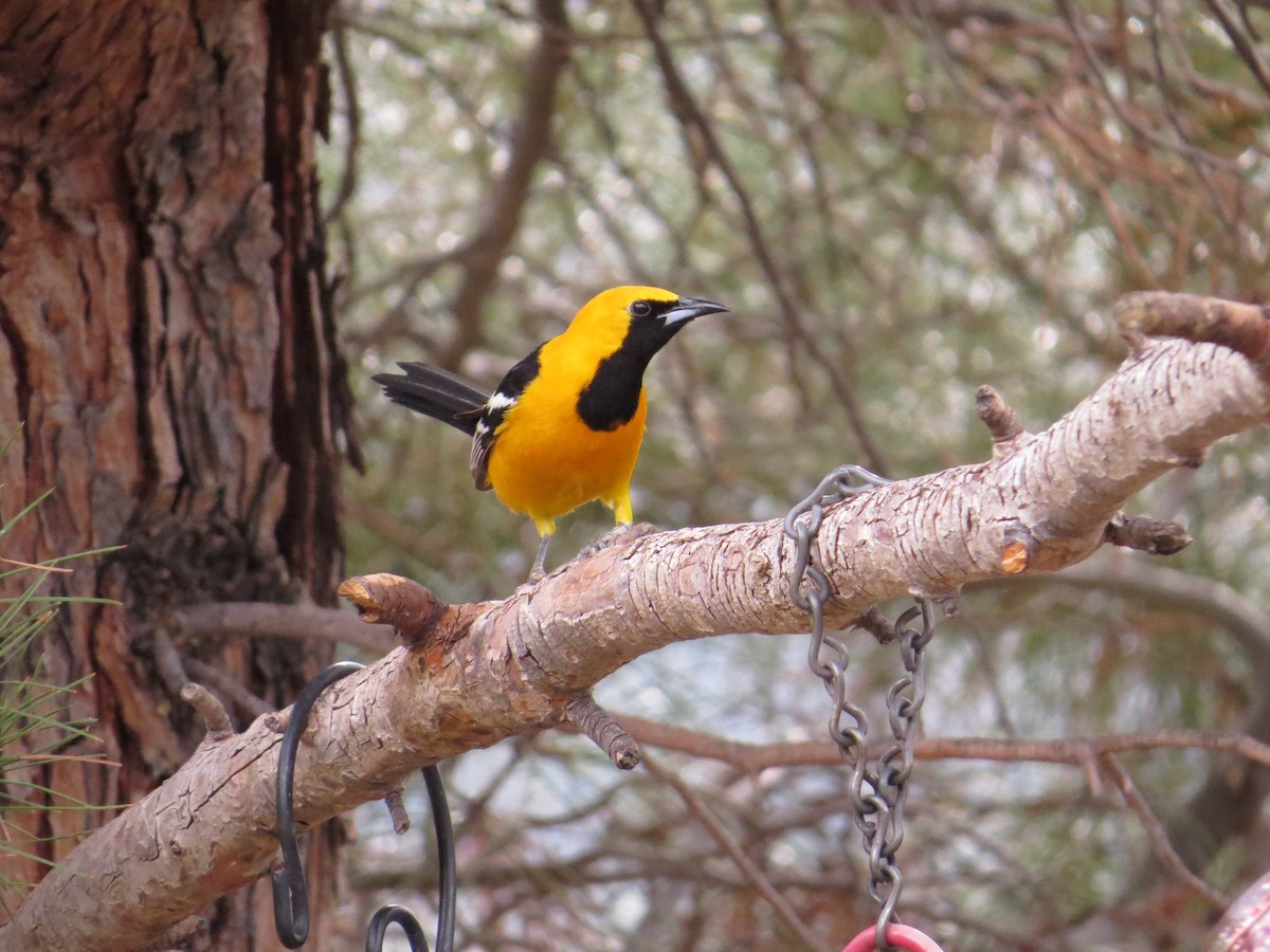 Hooded Oriole - ML622498756