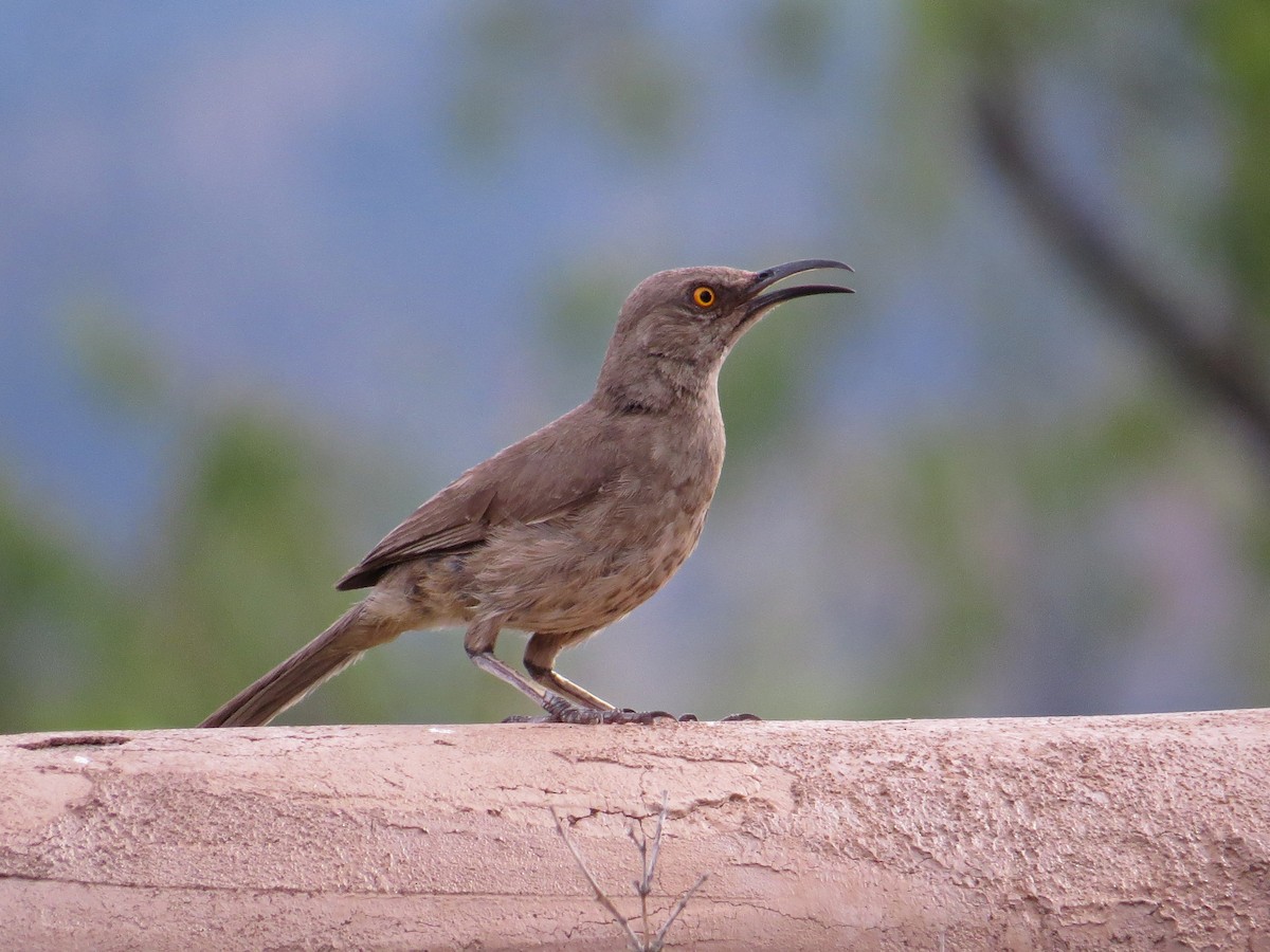 Curve-billed Thrasher - ML622498780