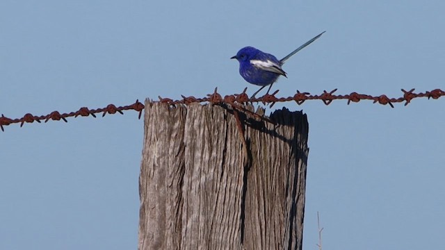White-winged Fairywren - ML622498786