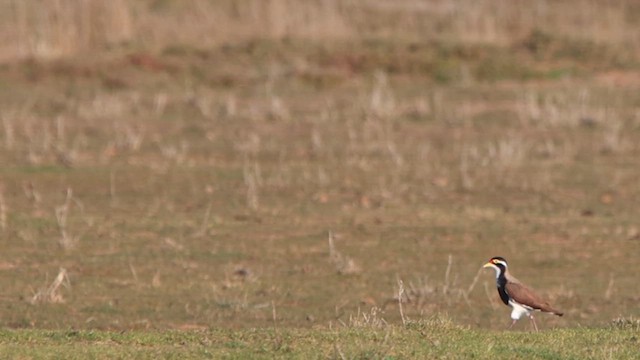 Banded Lapwing - ML622498803