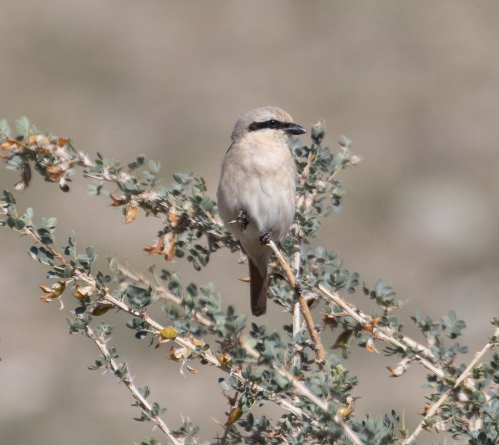 Averla isabellina (isabellinus) - ML622498822