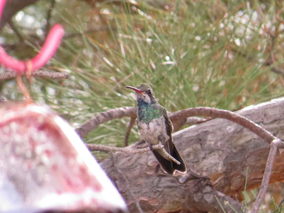 Broad-billed Hummingbird - ML622498835