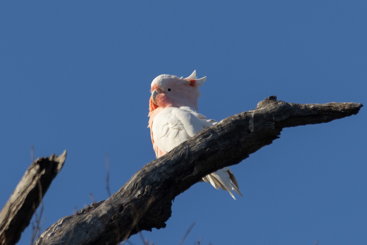 Pink Cockatoo - ML622498838