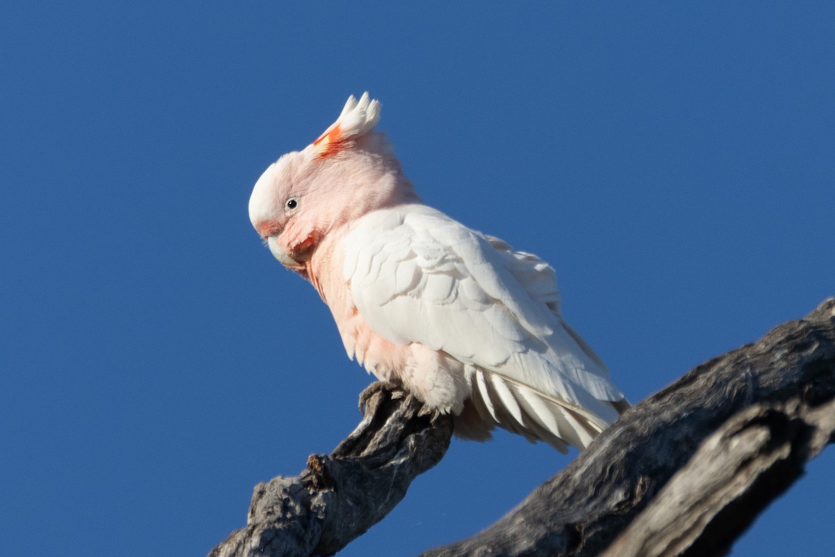 Pink Cockatoo - ML622498840