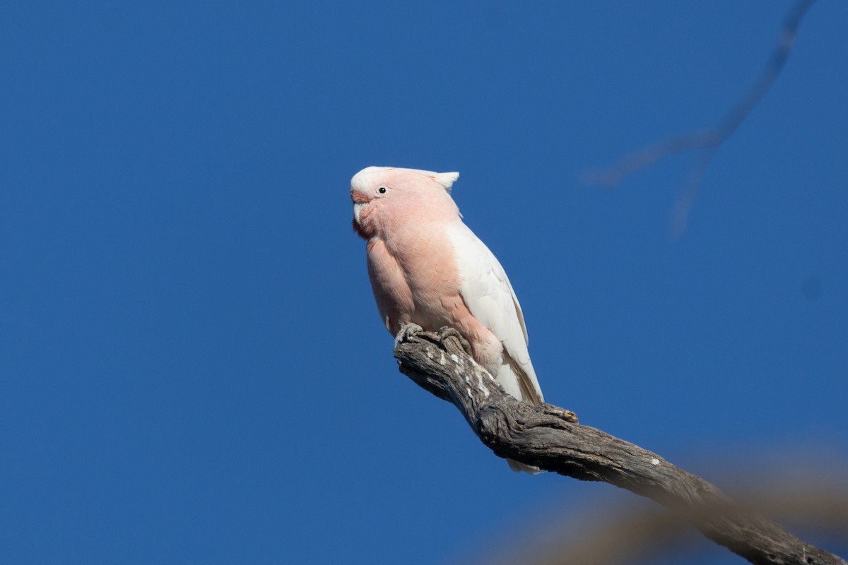 Pink Cockatoo - ML622498845