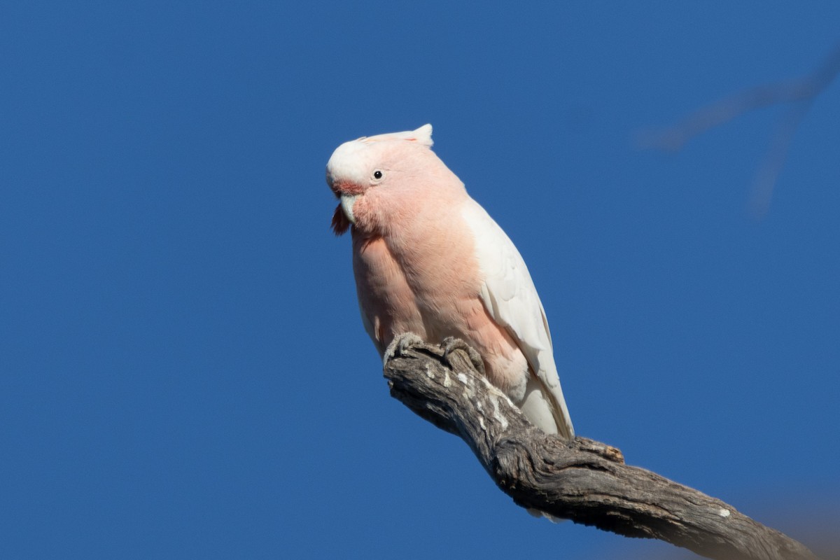 Pink Cockatoo - ML622498850