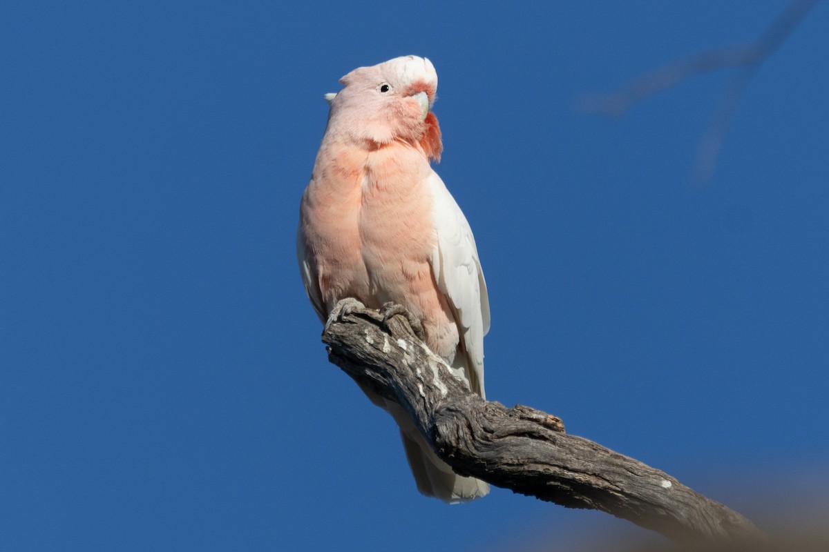 Pink Cockatoo - ML622498858