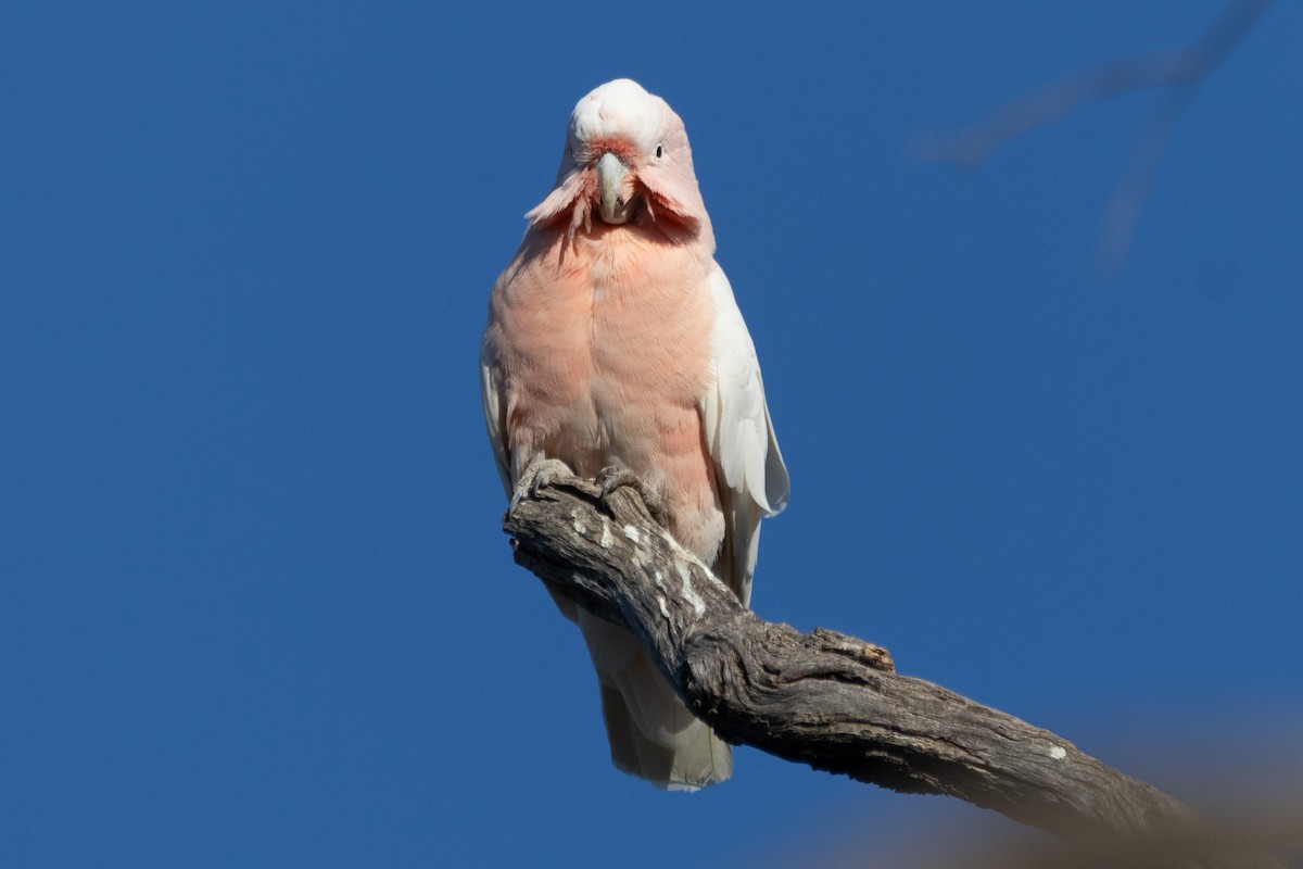 Pink Cockatoo - ML622498861