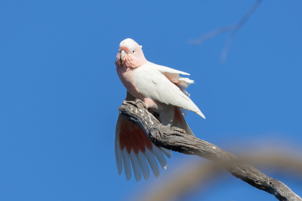 Pink Cockatoo - ML622498864