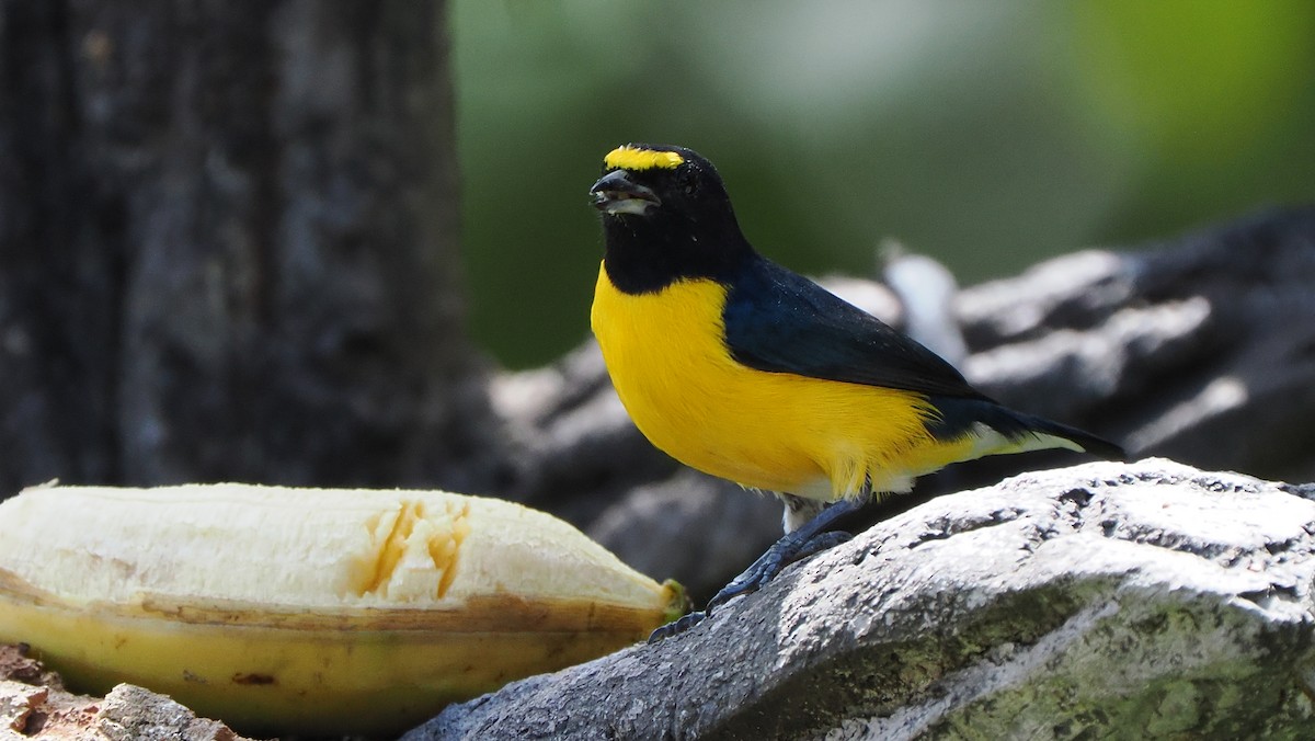 White-vented Euphonia - ML622498868