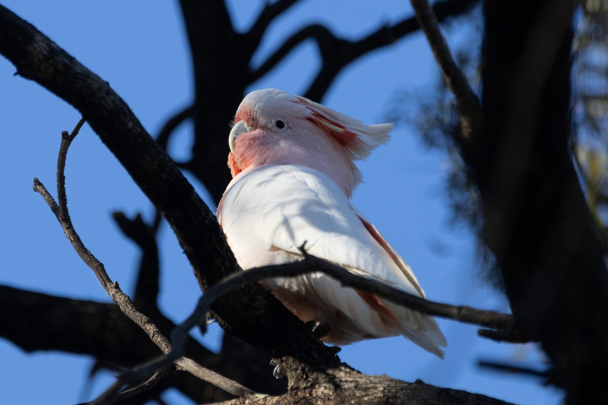 Pink Cockatoo - ML622498870