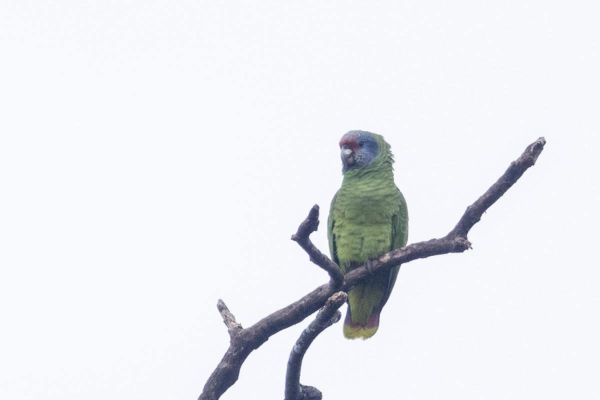 Red-tailed Parrot - ML622498877