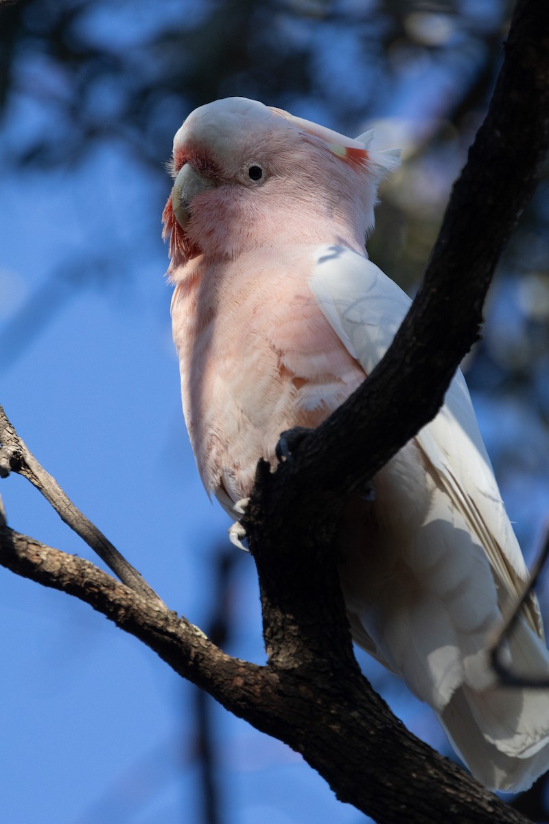 Pink Cockatoo - ML622498878