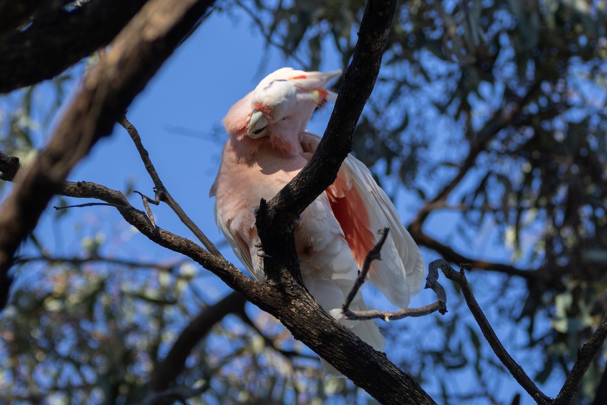 Pink Cockatoo - ML622498881