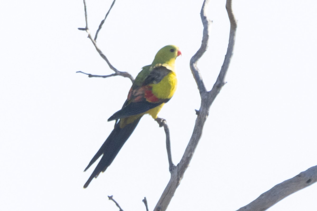 Regent Parrot - Jodhan Fine