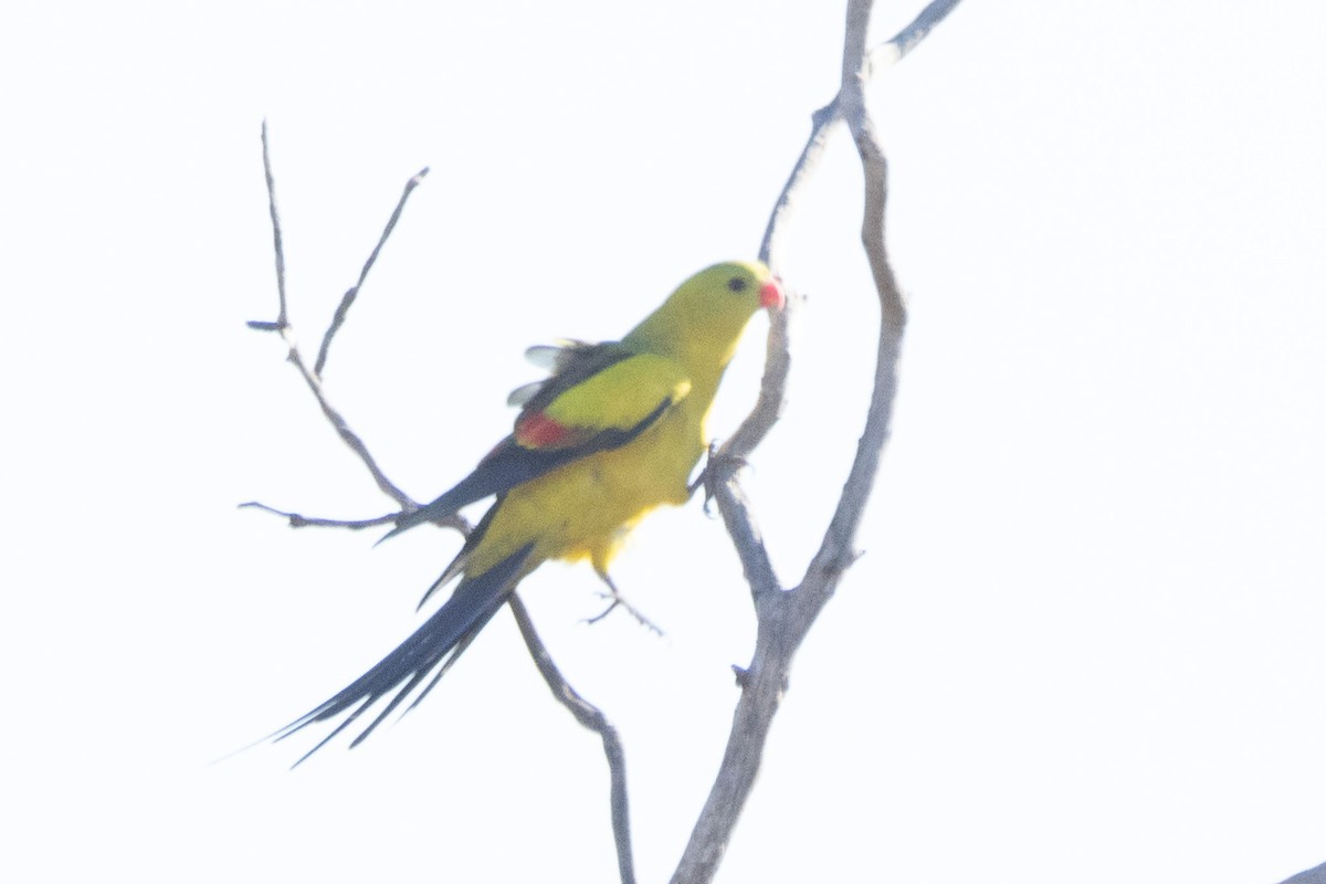 Regent Parrot - ML622498896