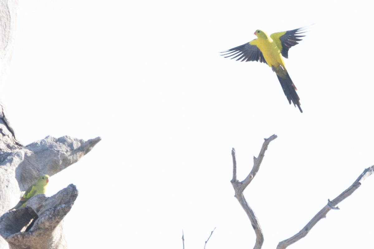 Regent Parrot - ML622498900