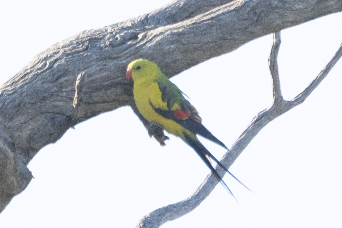 Regent Parrot - ML622498901